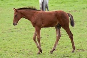 chevaux en westphalie photo