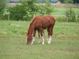 chevaux en westphalie photo