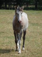 chevaux en westphalie photo