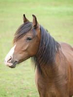 poulains et les chevaux dans Allemagne photo