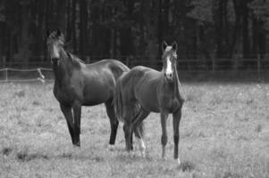 chevaux dans le muensterland allemand photo