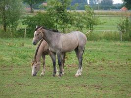 poulains et les chevaux dans Allemagne photo