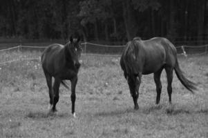 chevaux dans le muensterland allemand photo