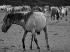 les chevaux sur une allemand champ photo