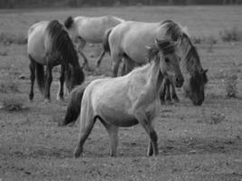 sauvage les chevaux sur une Prairie photo