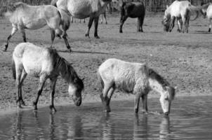 beaucoup les chevaux dans Allemagne photo