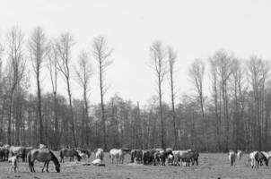 chevaux sur un pré allemand photo