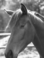 chevaux sur un pré allemand photo