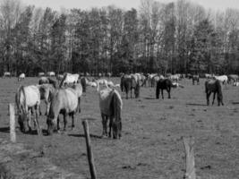 chevaux sur un pré allemand photo