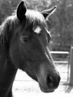 chevaux sur un pré allemand photo