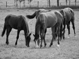 les chevaux dans Allemagne photo