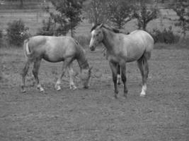 les chevaux dans Allemagne photo