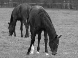 chevaux sur un pré allemand photo