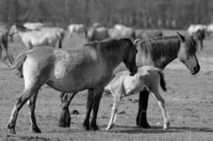 les chevaux dans Allemagne photo