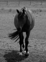 chevaux et poulains en allemagne photo