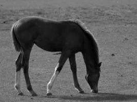 les chevaux dans Allemagne photo