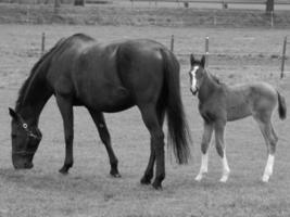 chevaux sur un pré allemand photo