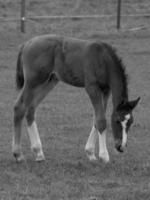 chevaux et poulains en allemagne photo