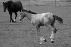 les chevaux sur Prairie dans Allemagne photo