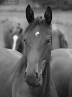 chevaux et poulains en allemagne photo