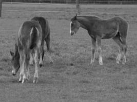 chevaux et poulains en allemagne photo