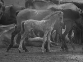 sauvage les chevaux sur une Prairie photo