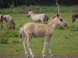 sauvage les chevaux et poulains dans Allemagne photo