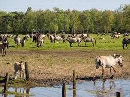 chevaux et poulains en allemagne photo