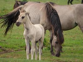 chevaux et poulains en allemagne photo