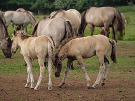 beaucoup les chevaux et poulains photo