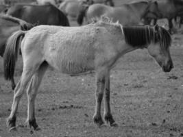 sauvage les chevaux sur une Prairie photo