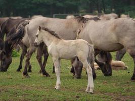 chevaux et poulains en allemagne photo