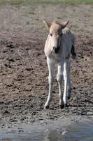 beaucoup les chevaux et poulains photo