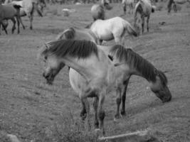 sauvage les chevaux sur une Prairie photo