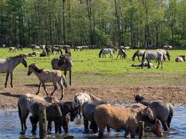 chevaux et poulains en allemagne photo