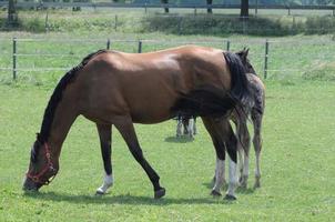 chevaux et poulains en allemagne photo