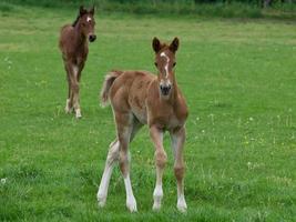 chevaux dans un pré en allemagne photo