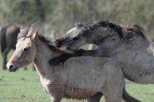 les chevaux dans Allemagne photo