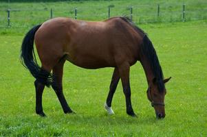 les chevaux avec poulains photo