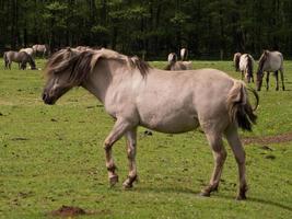 chevaux sauvages en westphalie photo