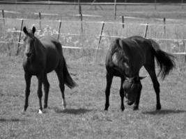 les chevaux sur Prairie dans Allemagne photo