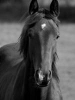 les chevaux dans Allemagne photo