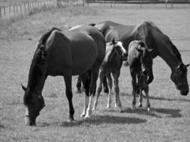 les chevaux sur Prairie dans Allemagne photo