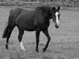 chevaux et poulains en allemagne photo