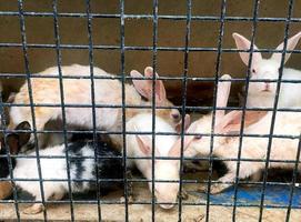 lapins à l'intérieur d'une cage à vendre au marché traditionnel des animaux asiatiques photo