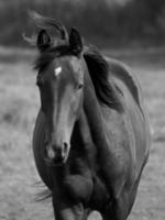 les chevaux dans Allemagne photo