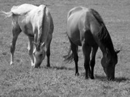 les chevaux sur Prairie dans Allemagne photo