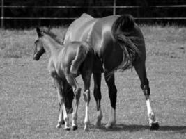 les chevaux sur Prairie dans Allemagne photo