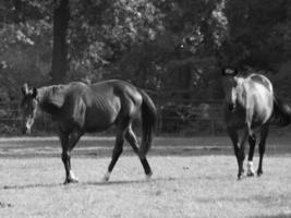 les chevaux dans Allemagne photo