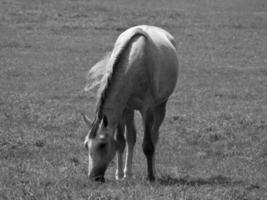 les chevaux sur Prairie dans Allemagne photo